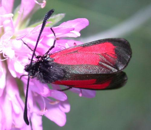 Zygaena purpuralis