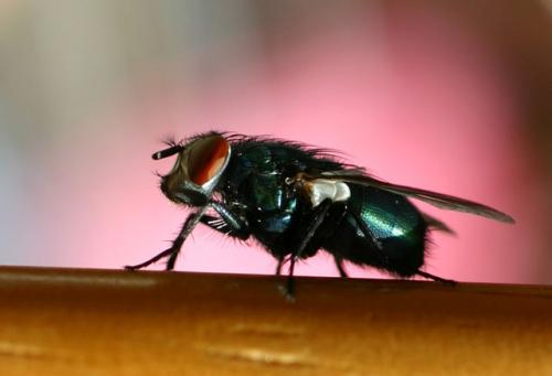 Lucilia sp.