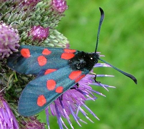 Réf. 3 488 : Zygaena trifolii