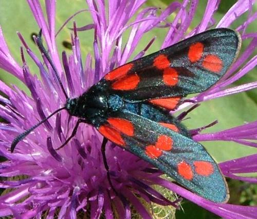 Zygaena filipendulae