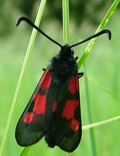 Réf. 3 489 : Zygaena trifolii