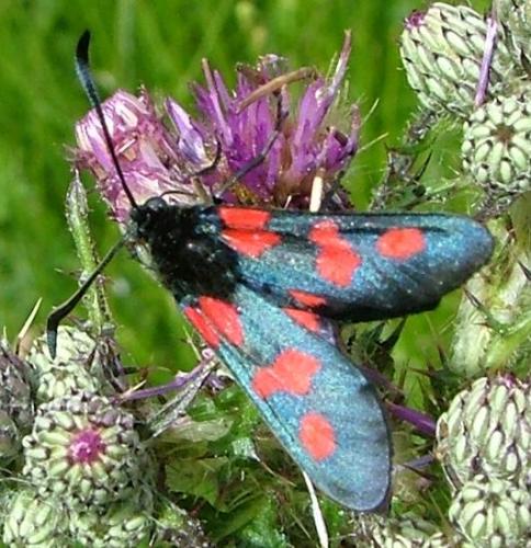 Zygaena trifolii