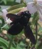 Xylocopa sp.