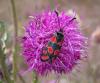 3481 – Photo : Zerynthia – France (05)