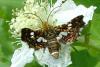 Thyris fenestrella