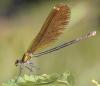 3180 – Photo : Michel Guttin – France (69)