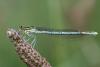 3126 – Photo : Michel Guttin – France (69)