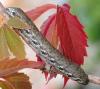 3319 – Photo : Michel Guttin – France (69)