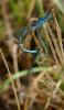 3059 – Photo : Simon Cavailles – France (72)