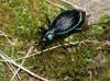 Carabus intricatus