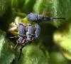 Rhopalapion longirostre