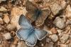 3743 – Photo : Mineha – France (06)