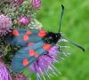3488 – Photo : Mat' – France (58)