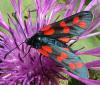 3998 – Photo : Mat' – France (74)