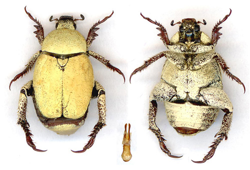 Dominique Poirier-Ducrocq - Hoplia (Hoplia) africana - réf. 3944 (500 x 341 pixels, 105 ko)