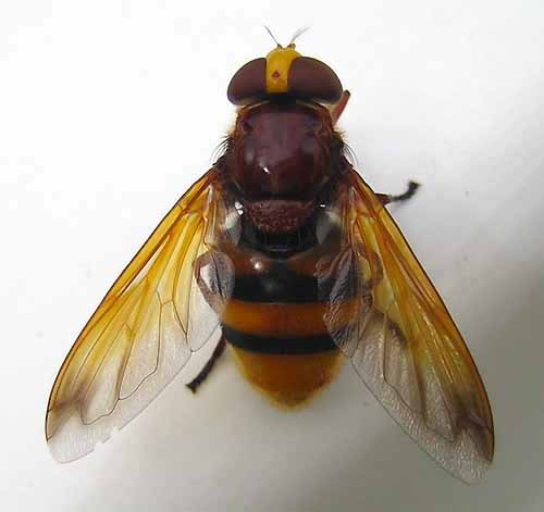 Cecile Bassaglia - Volucella zonaria - réf. 3887 (500 x 471 pixels, 40 ko)