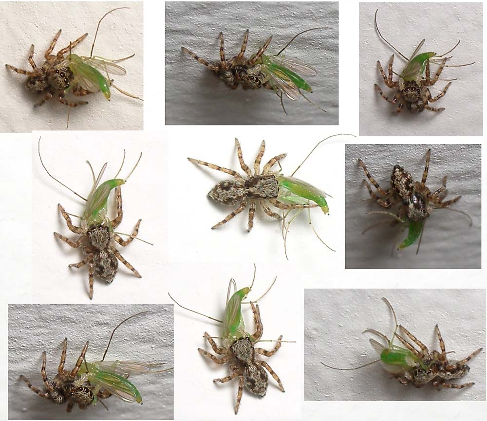 Jean-Philippe Mathieu - Pseudeuophrys lanigera - réf. 3893 (1000 x 865 pixels, 136 ko)