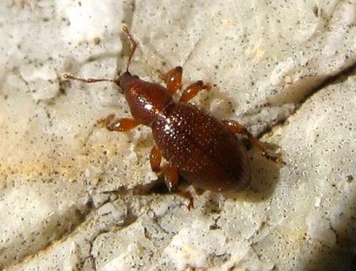 Exomias sp.