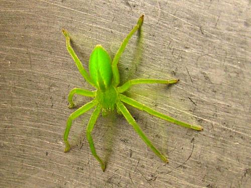 Réf. 30 091 : Micrommata virescens