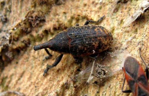 Réf. 30 395 : Larinus sp.
