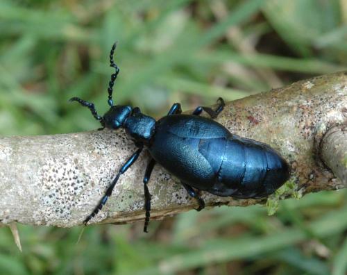 Réf. 30 122 : Meloe violaceus