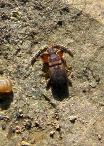 Réf. 30 251 : Notochilus sp.