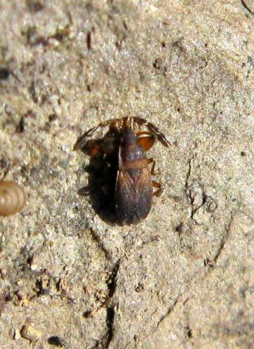 Notochilus sp.