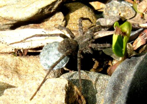 Pardosa sp.