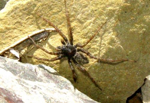 Pardosa sp.