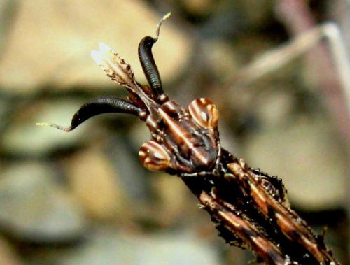 Réf. 30 049 : Empusa pennata