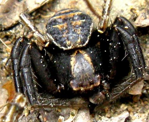 Xysticus sp.