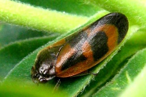 Réf. 30 084 : Haematoloma dorsata