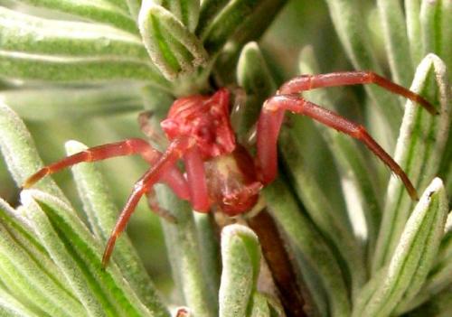 Réf. 30 083 : Thomisus sp.