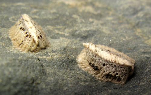 Réf. 30 428 : Iris oratoria