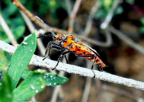 Corizus hyoscyami hyoscyami