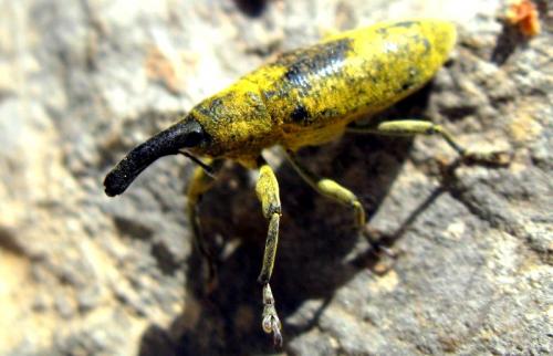 Lixus pulverulentus