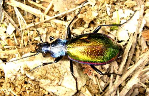 Carabus hispanus