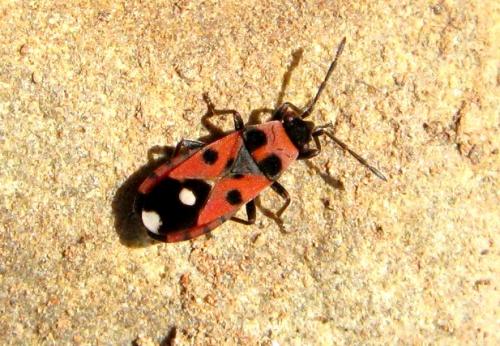 Réf. 30 621 : Horvathiolus superbus