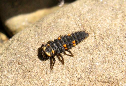 Coccinella septempunctata