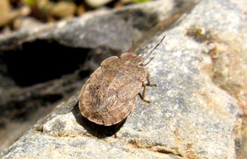 Sciocoris homalonotus