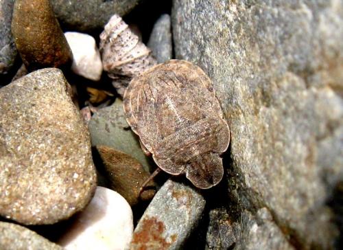Réf. 30 616 : Sciocoris homalonotus