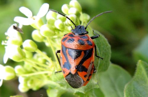 Eurydema ornata