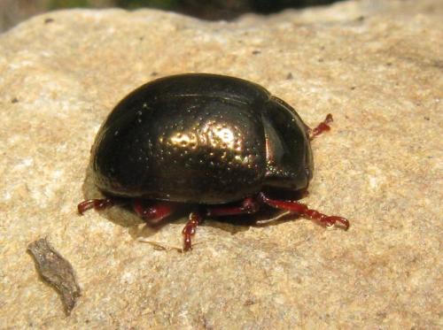 Chrysolina bankii