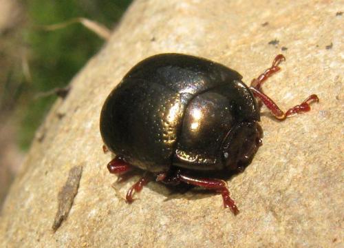Réf. 30 359 : Chrysolina bankii