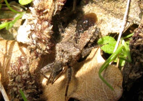 Réf. 30 327 : Coranus griseus