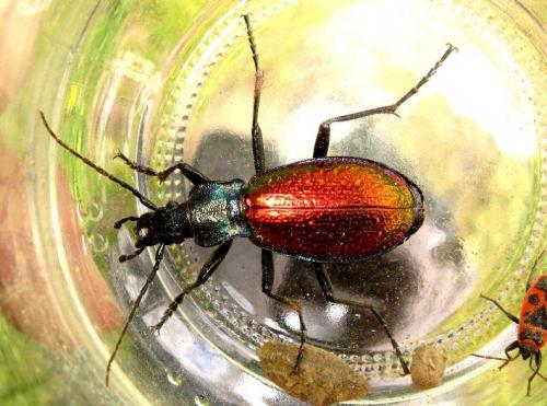 Carabus hispanus