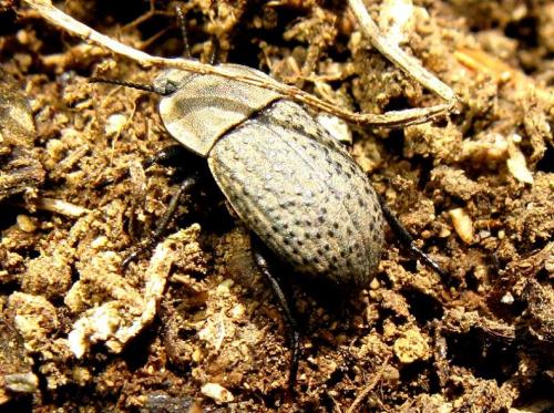 Opatrum sabulosum