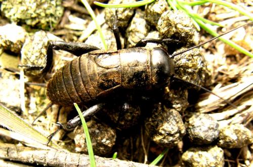 Réf. 30 127 : Gryllus campestris