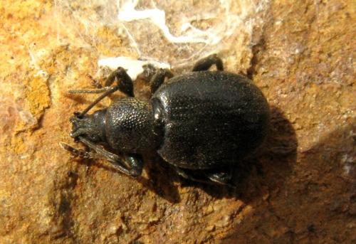 Réf. 30 360 : Otiorhynchus meridionalis