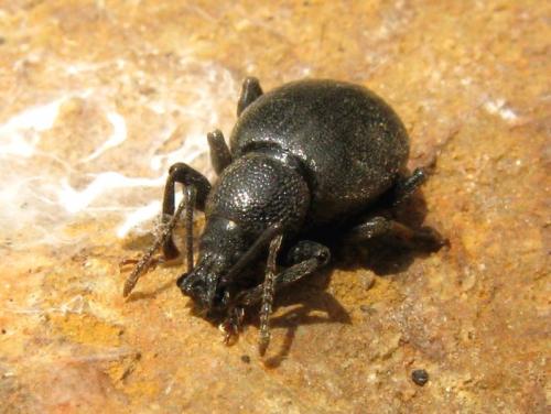 Réf. 30 361 : Otiorhynchus meridionalis